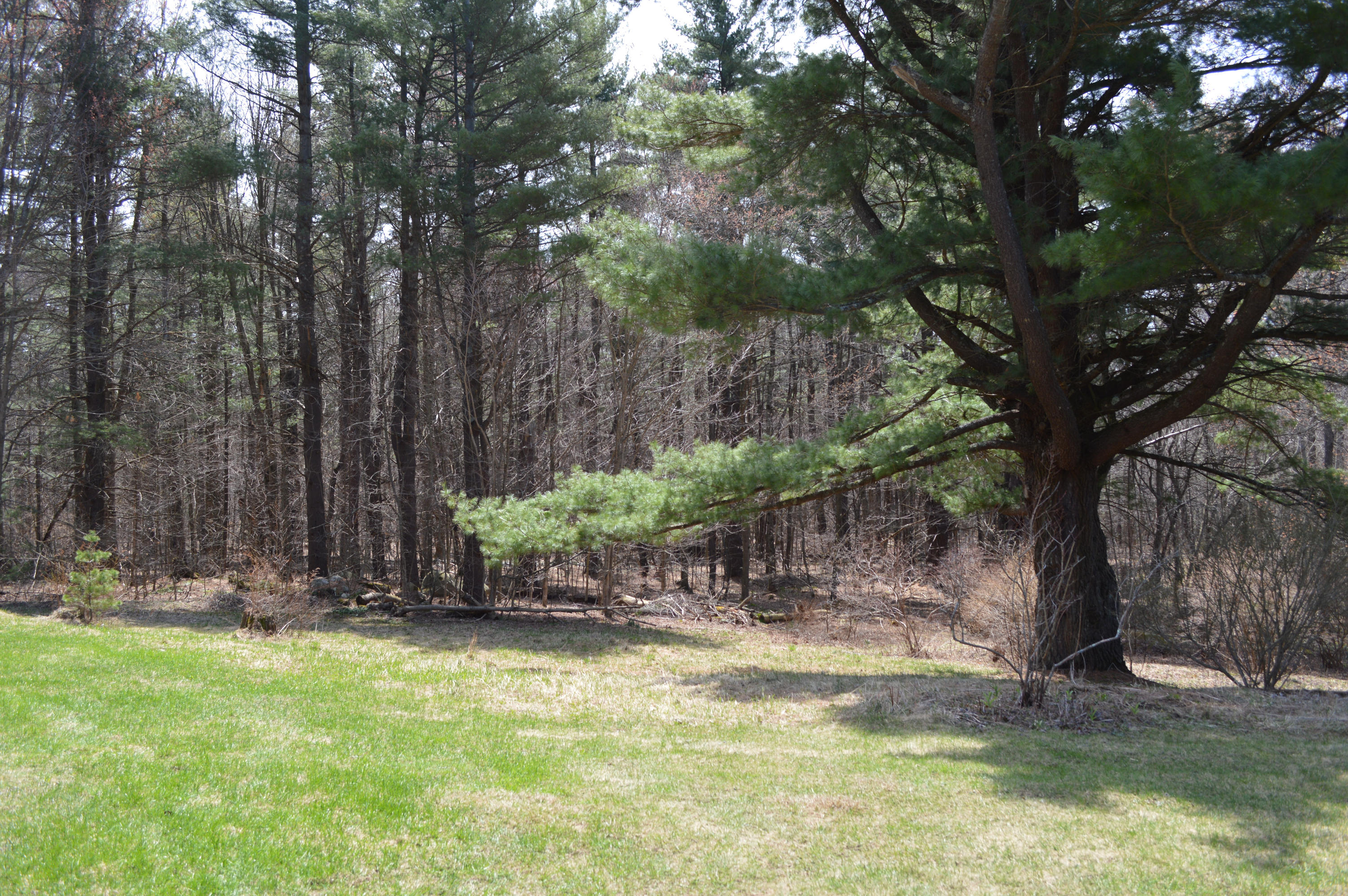 256 Middlefield Road Washington, MA 01223 - Photo 41 of 45 a view of swimming pool with a backyard and trees