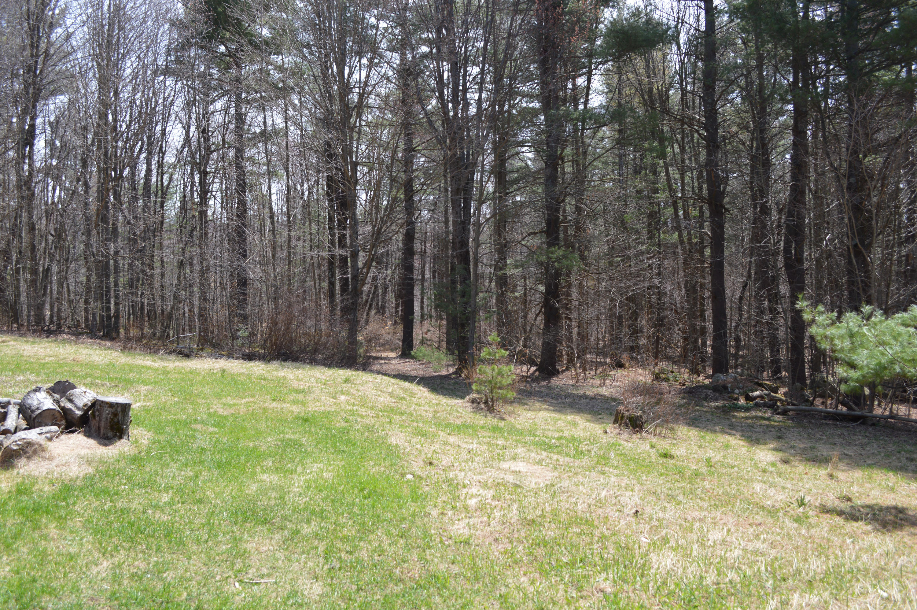 256 Middlefield Road Washington, MA 01223 - Photo 42 of 45 a view of backyard with tree