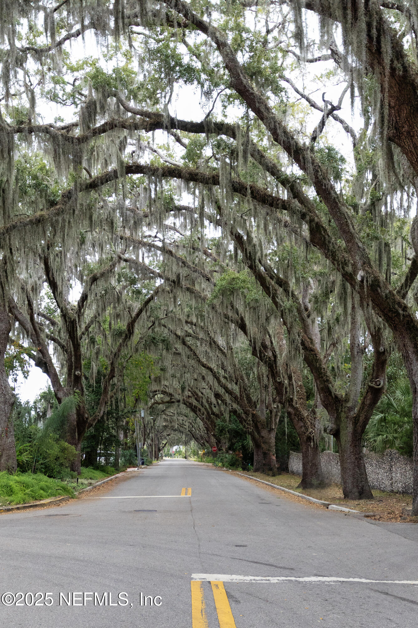 1 Radio Road, Unit 203 St. Augustine, FL 32084 - Photo 56 of 57 a view of a yard with a tree