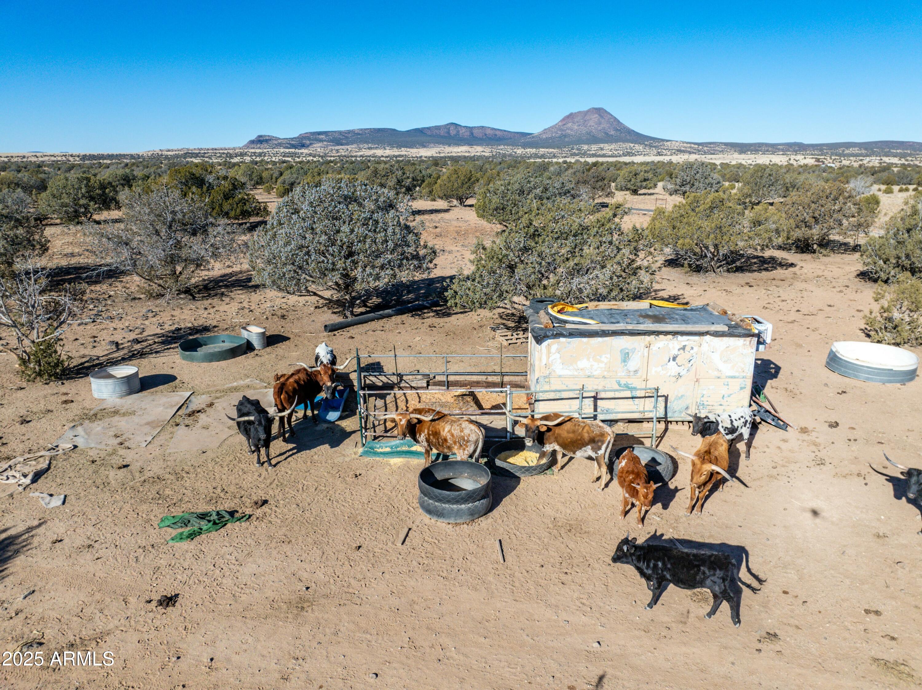 10777 West Raging Crab Road Seligman, AZ 86337 - Photo 27 of 45 Long Horn Cattle