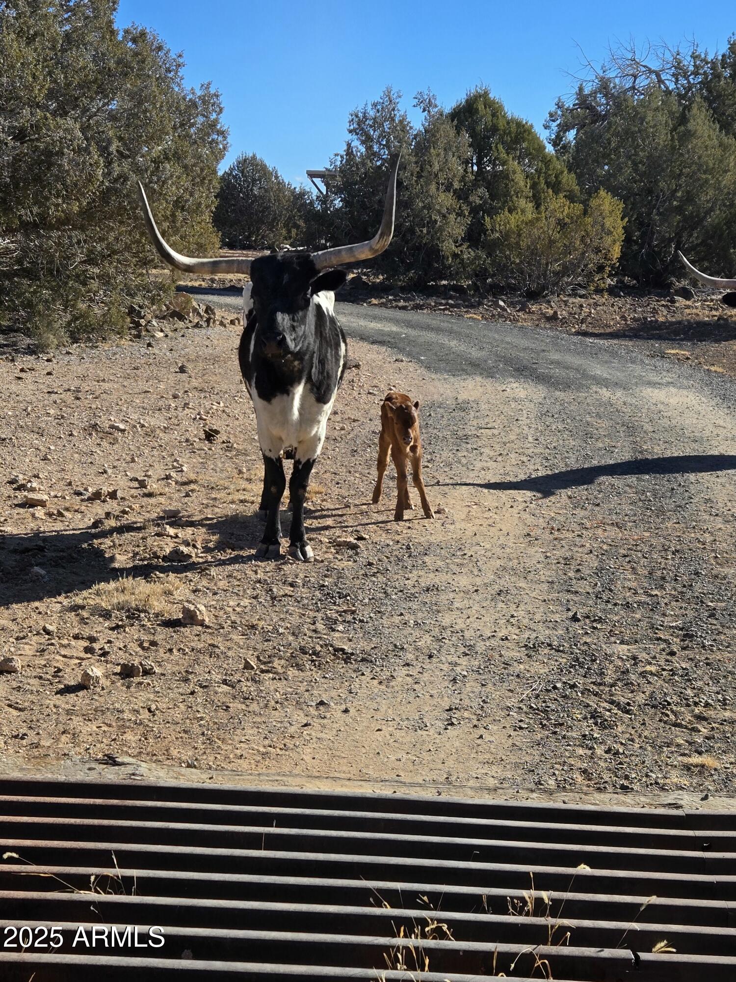 10777 West Raging Crab Road Seligman, AZ 86337 - Photo 38 of 45 Long Horn cattle
