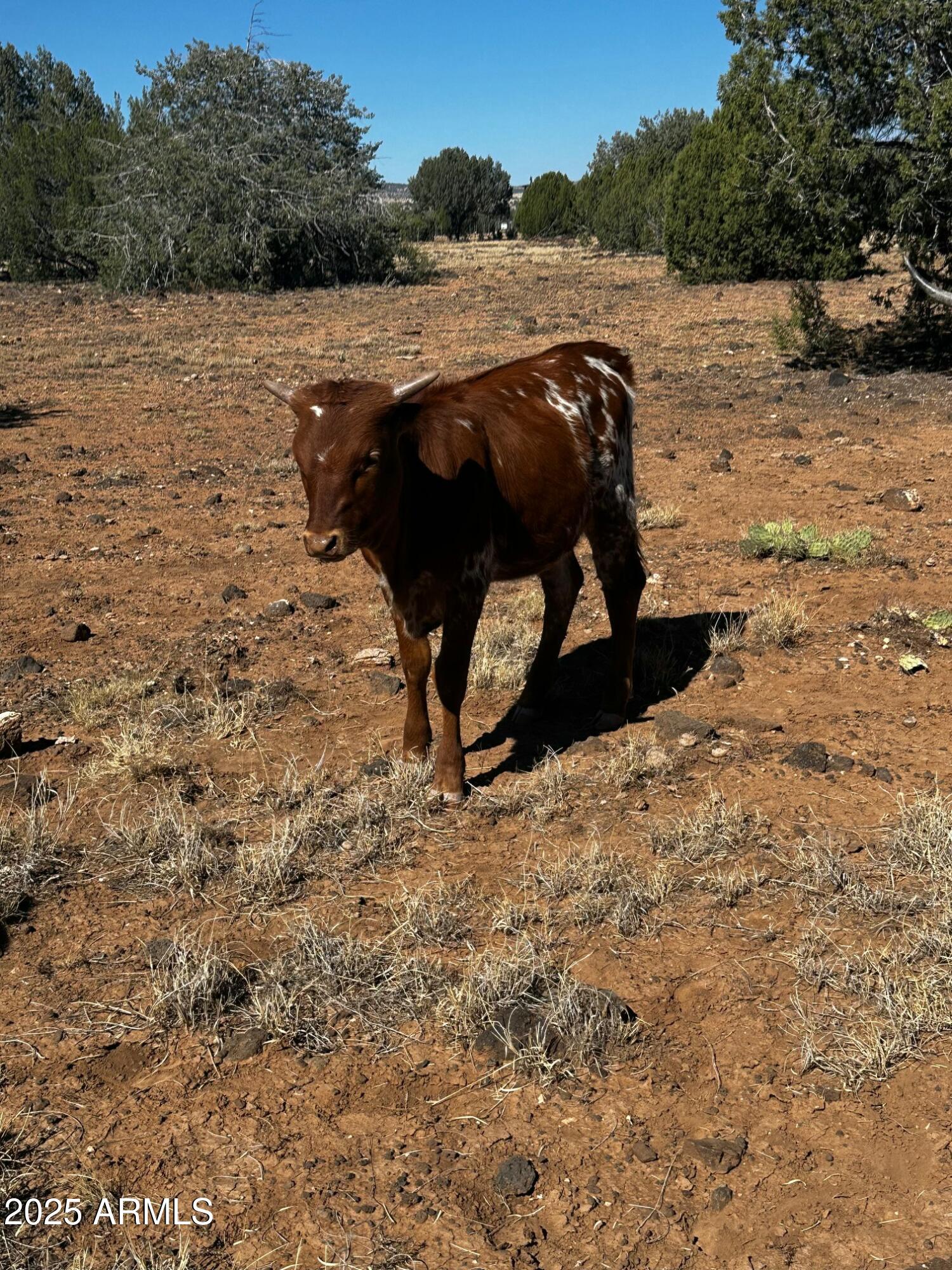 10777 West Raging Crab Road Seligman, AZ 86337 - Photo 39 of 45 Long Horn Cattle