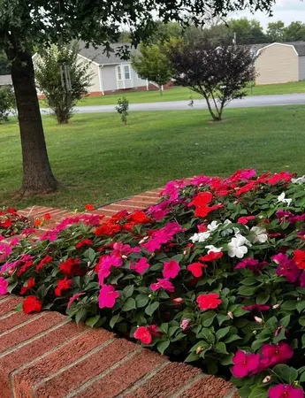 a view of yard with flowers and trees