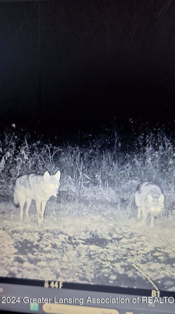 Vl Vl Harper Road Mason, MI 48854 - Photo 7 of 85 coyote