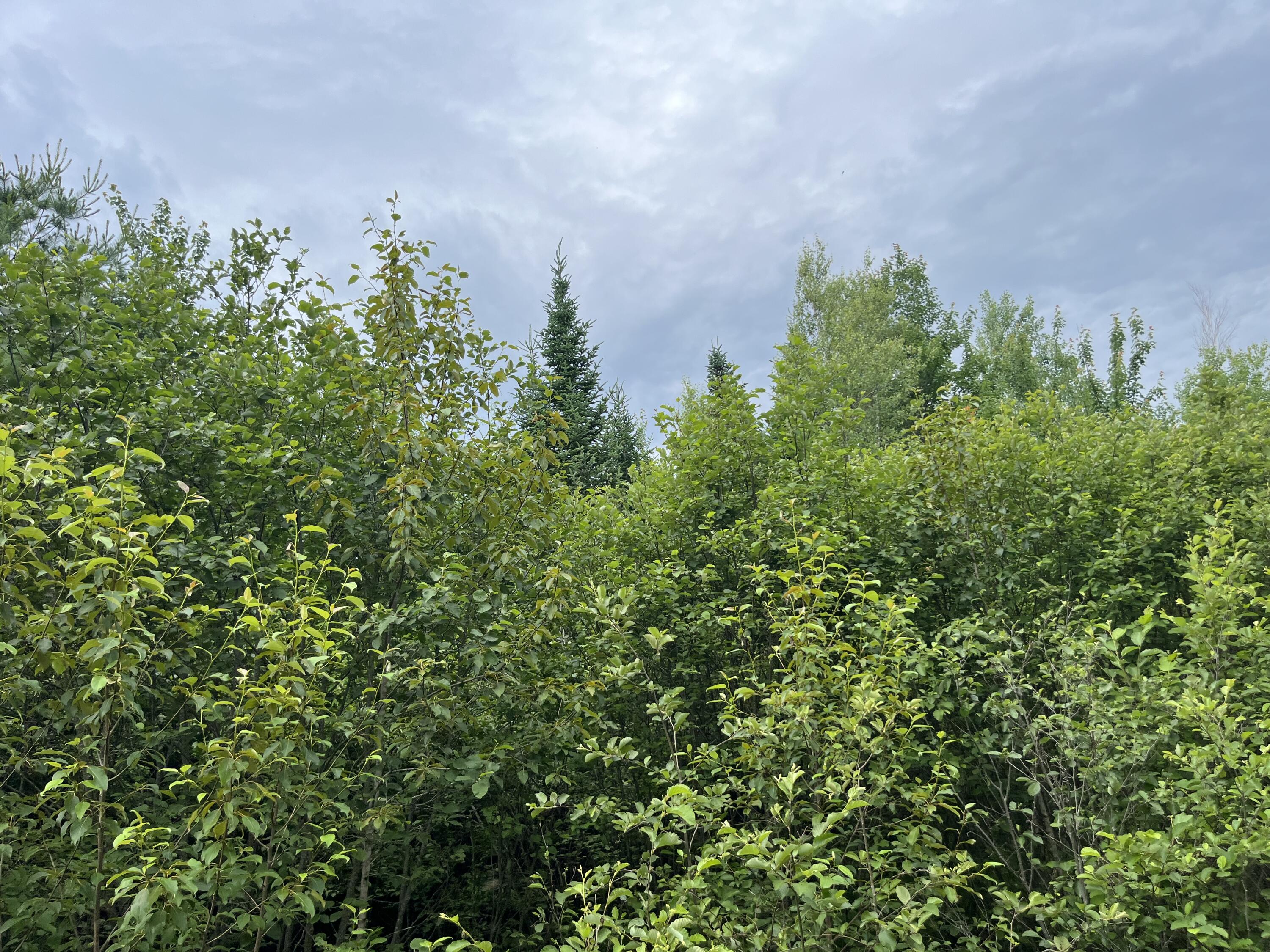Lot 3 Cobblestone Ridge Milford, ME 04461 - Photo 12 of 20 IMG_3227