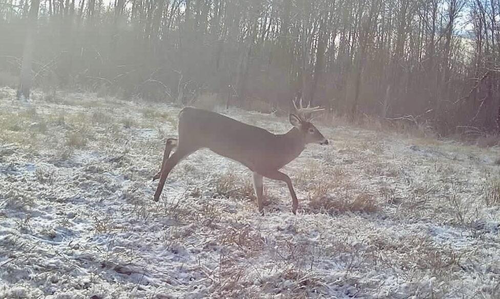N1742 County Road North Kennan, WI 54537 - Photo 58 of 61 Wildlife