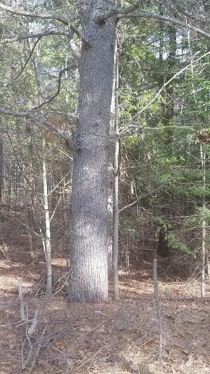 Mature Trees