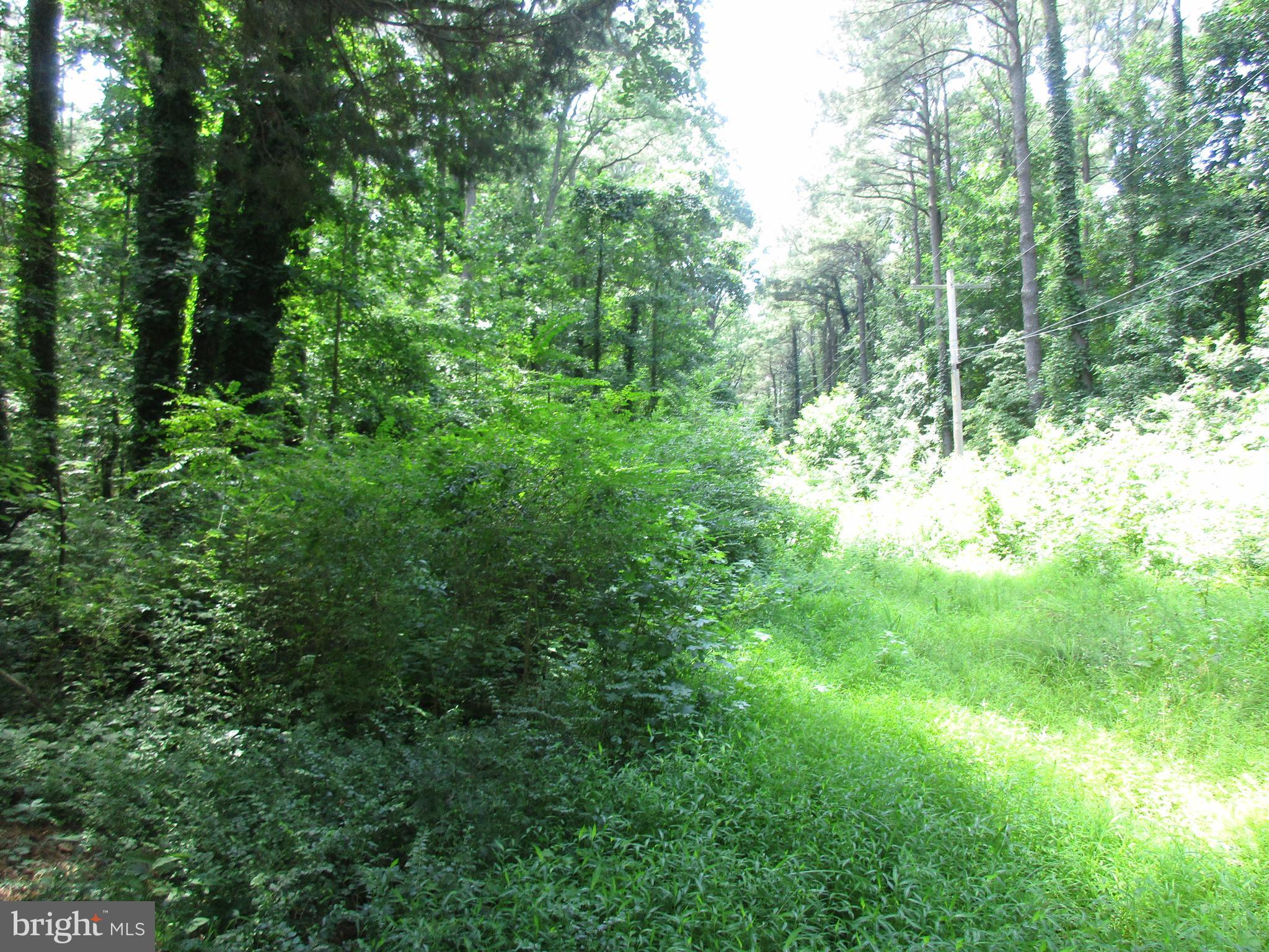 a view of a lush green forest