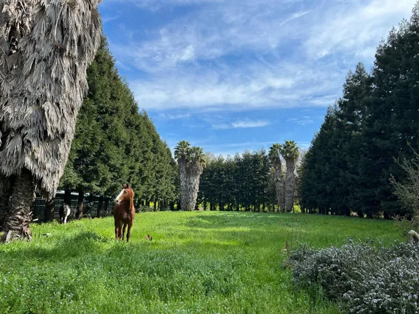 a view of a grassy field with trees