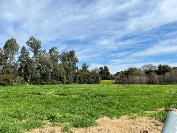 a view of a grassy field with trees in the background