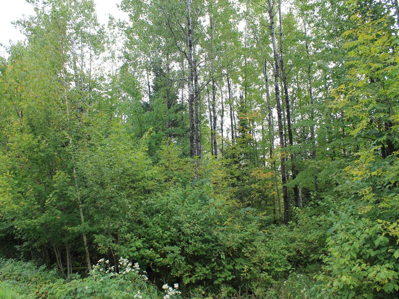 Three Ten Road, Unit LOT 25 Mercer, WI 54547 - Photo 4 of 15 Gallery Image 4