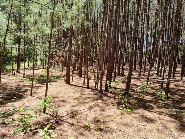 a view of a tree in a yard