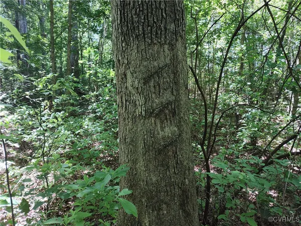 a view of backyard with green space