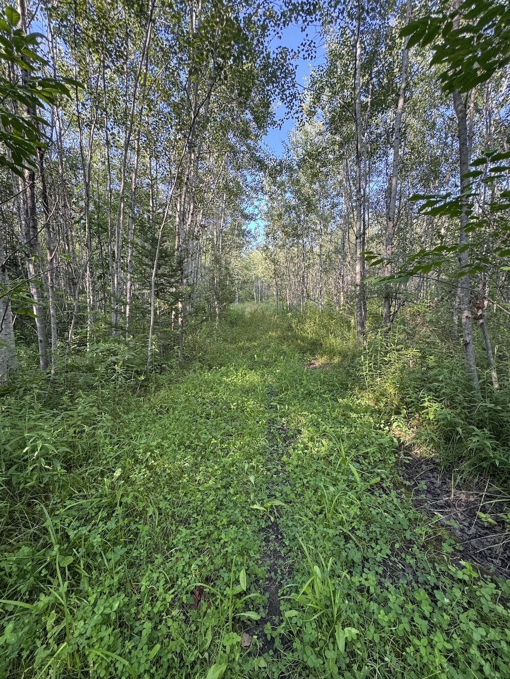East Procunier Road Harrisville, MI 48740 - Photo 61 of 78 IMG_4976