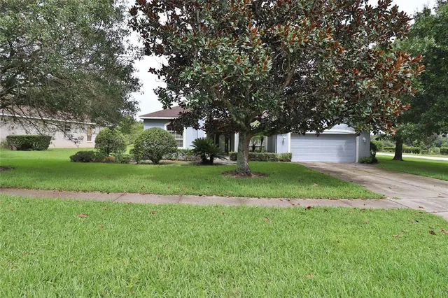 a view of a yard with plants and large trees