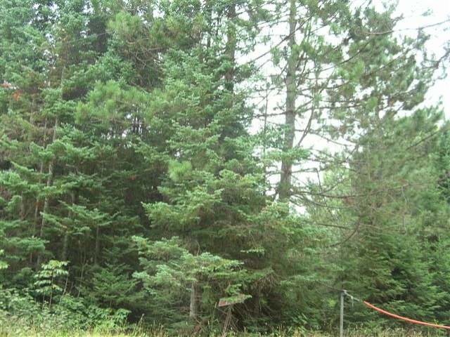 6340 Steve Javenkowski Road Three Lakes, WI 54562 - Photo 8 of 15 Gallery Image 8