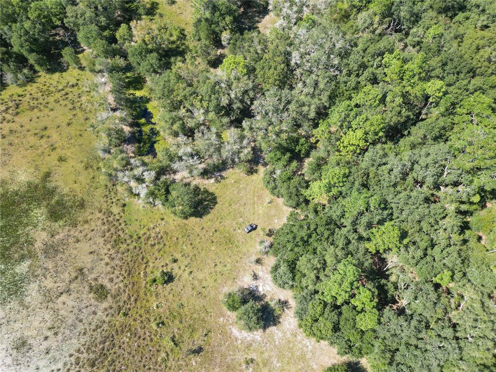 673 Webster Webster, FL 33597 - Photo 19 of 69 a view of a yard with a tree