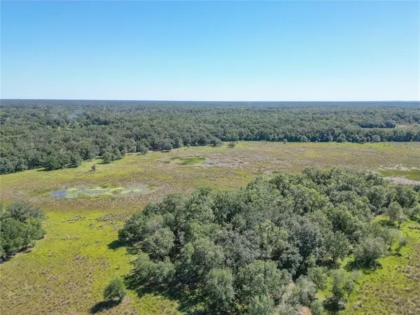 a view of a forest with a lake