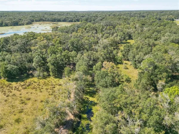 a view of a forest with trees in the background
