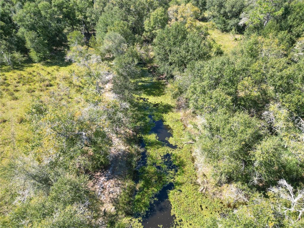 673 Webster Webster, FL 33597 - Photo 44 of 69 a view of a yard with a tree