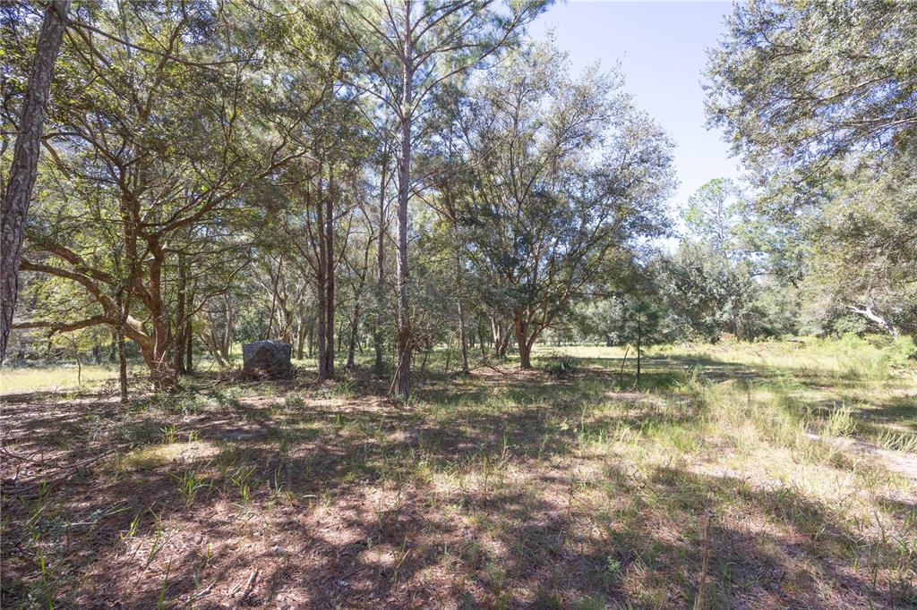 673 Webster Webster, FL 33597 - Photo 45 of 69 a view of dirt field with trees in the background
