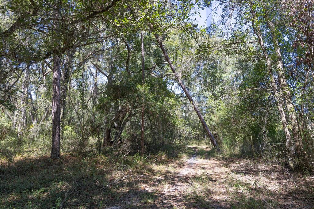 673 Webster Webster, FL 33597 - Photo 46 of 69 a view of a forest with trees in the background