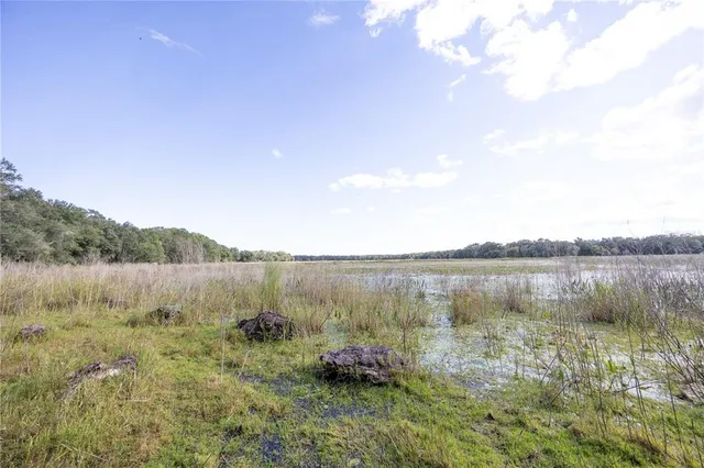 a view of a forest with trees