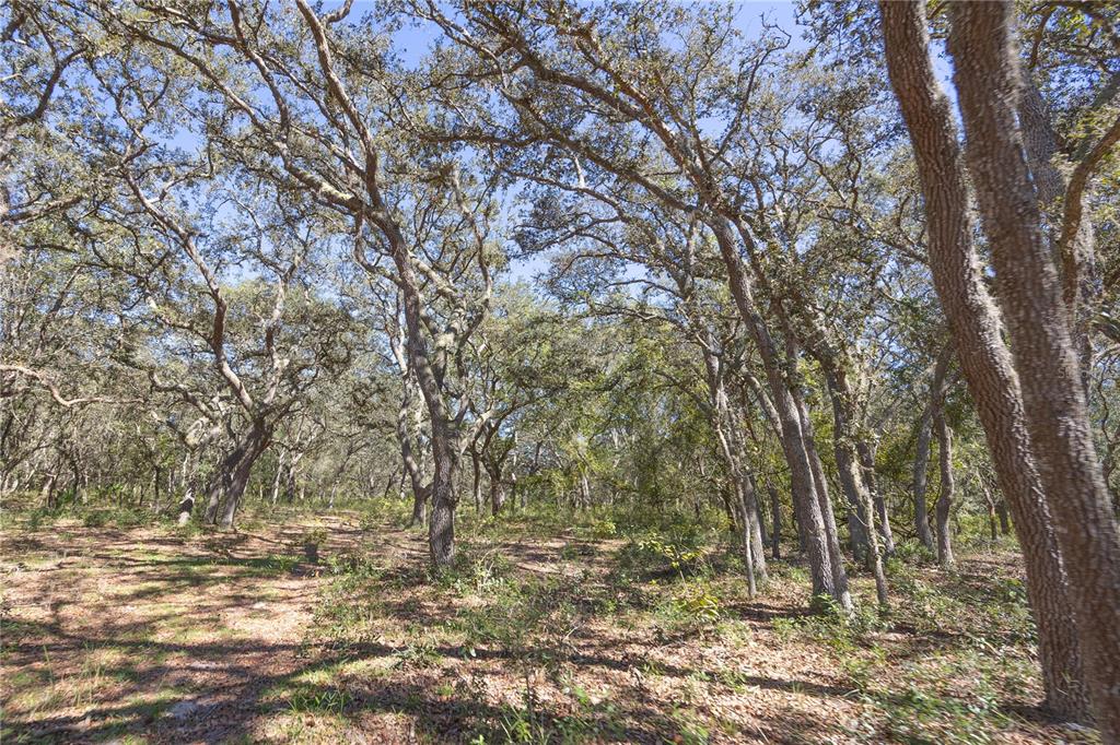 673 Webster Webster, FL 33597 - Photo 53 of 69 a view of a yard with large trees