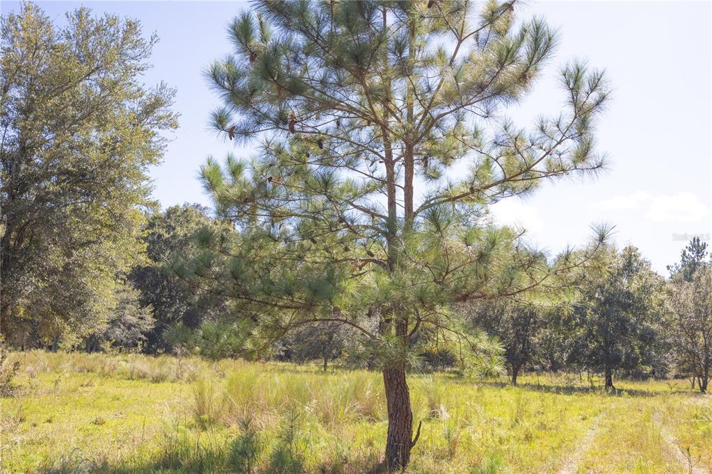 673 Webster Webster, FL 33597 - Photo 58 of 69 a view of a swimming pool with an outdoor space and seating area