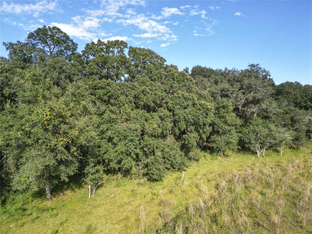 673 Webster Webster, FL 33597 - Photo 61 of 69 a view of a bunch of trees and bushes