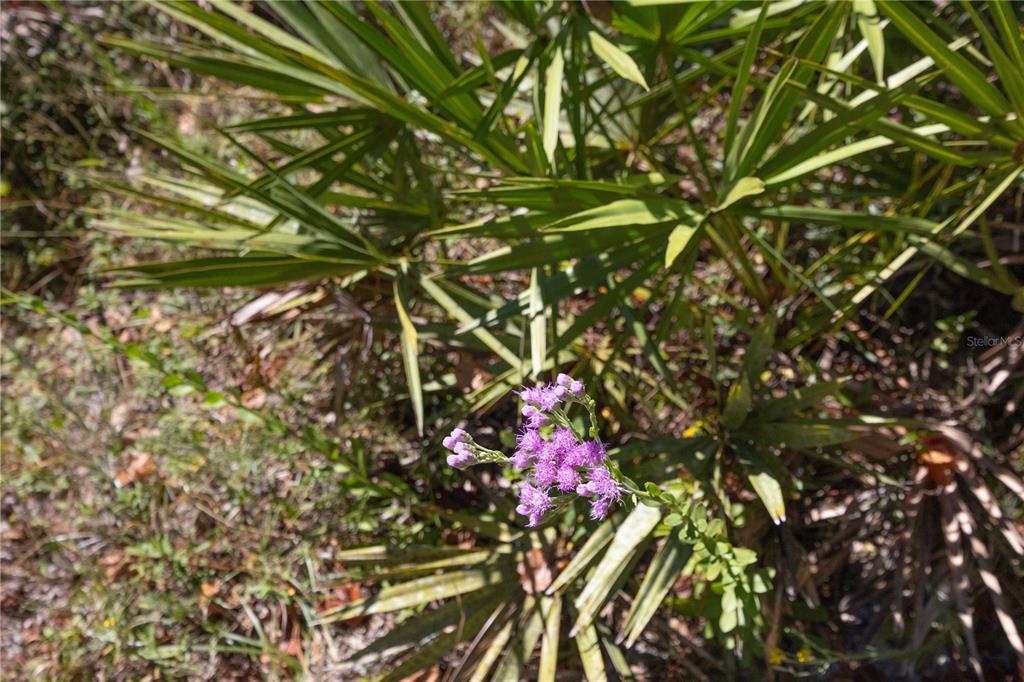 673 Webster Webster, FL 33597 - Photo 63 of 69