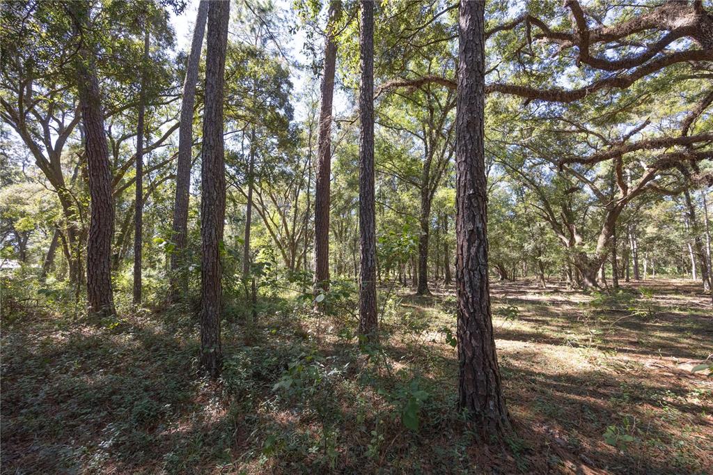 673 Webster Webster, FL 33597 - Photo 65 of 69 a view of a forest with trees