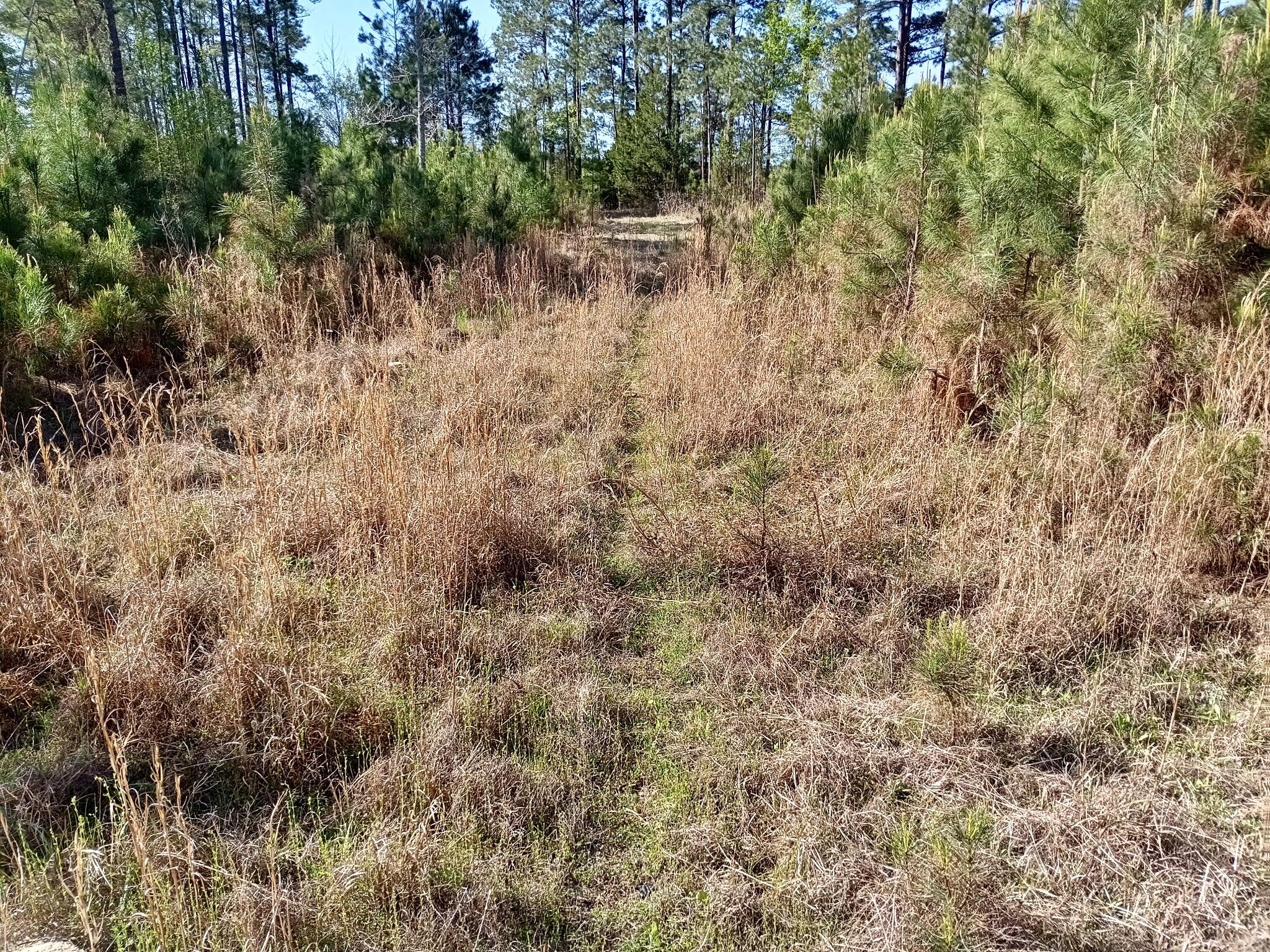 521 West Deer Road Timmonsville, SC 29161 - Photo 3 of 12