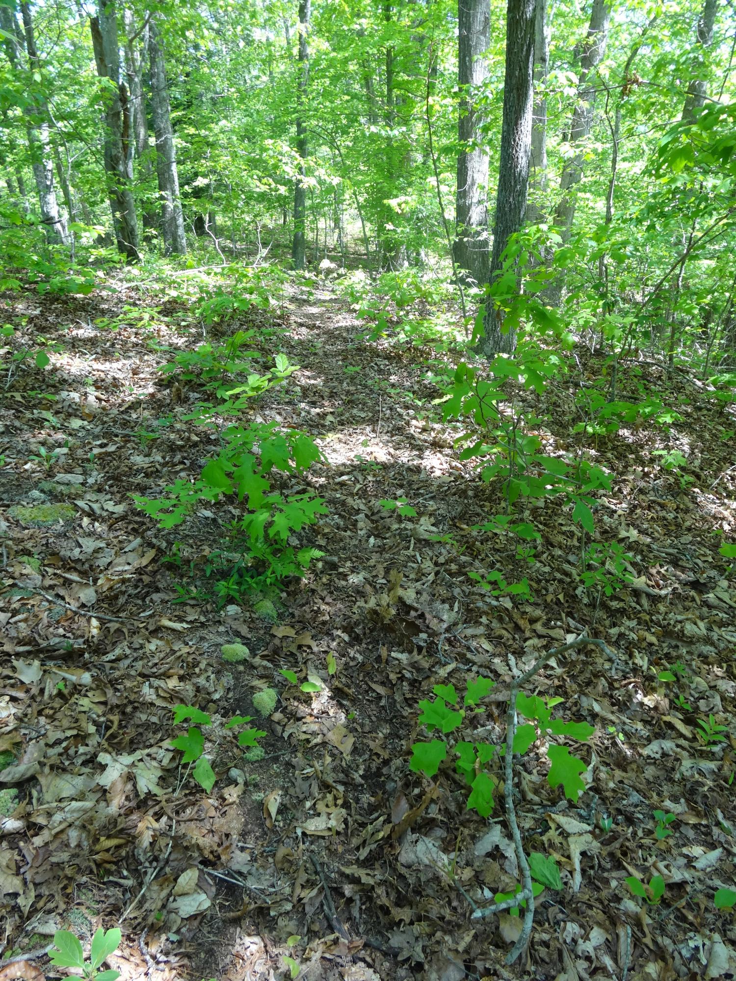 Lot 21 Anthony Ridge Road Frankford, WV 24938 - Photo 8 of 26 Gallery Image 8