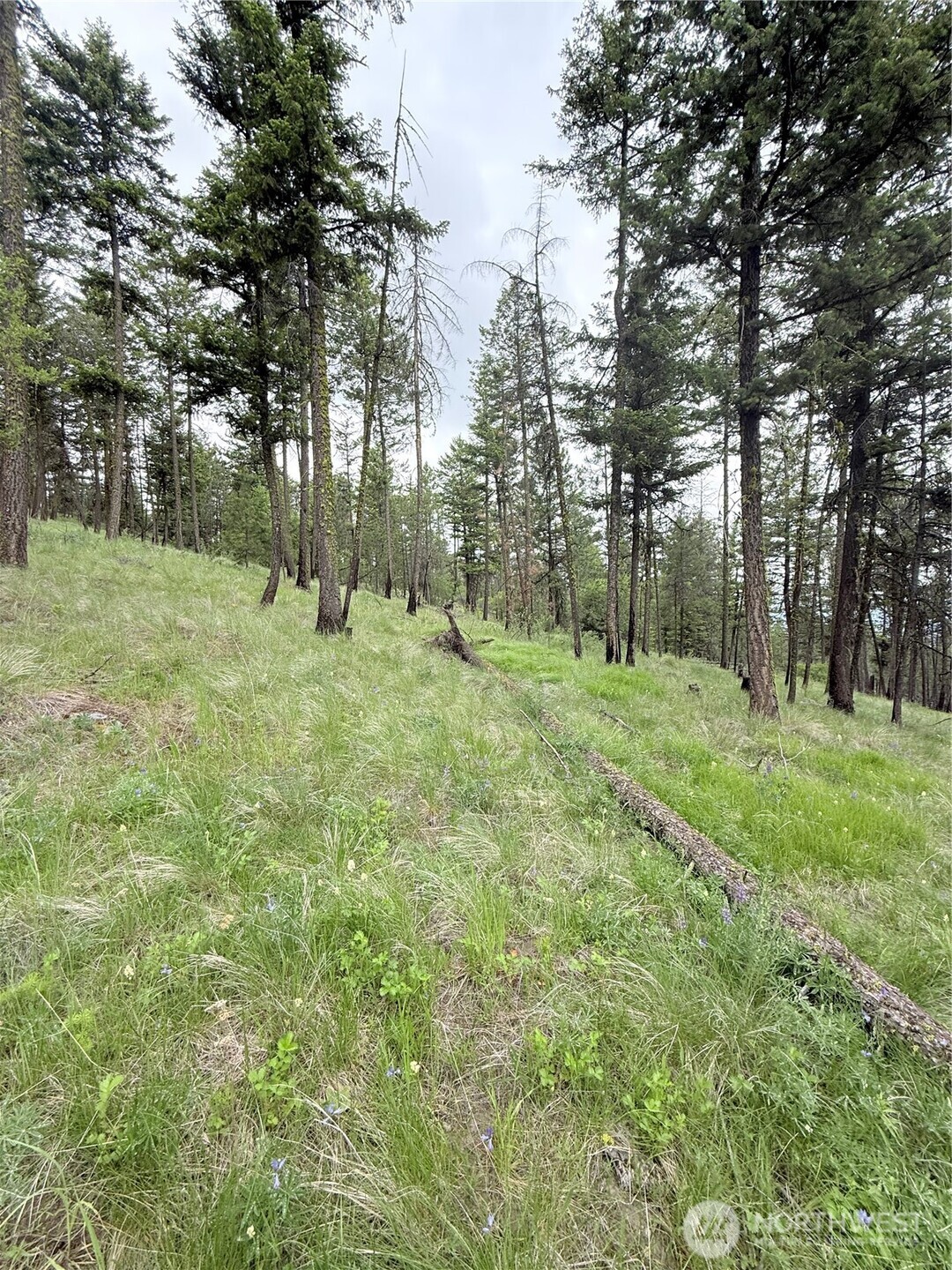 0 Broken Spoke Road Tonasket, WA 98855 - Photo 22 of 39 a large tree in the middle of a yard