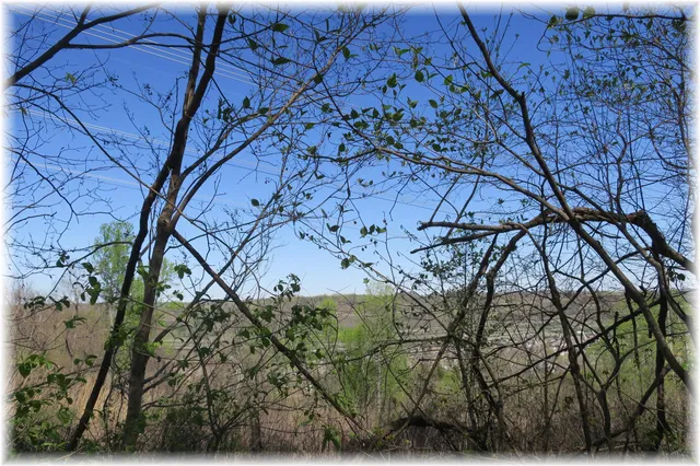 a view of a row of trees