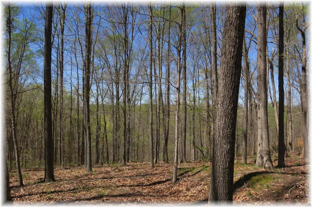 a view of a backyard with trees