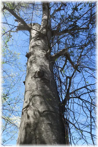 a view of backyard with green space