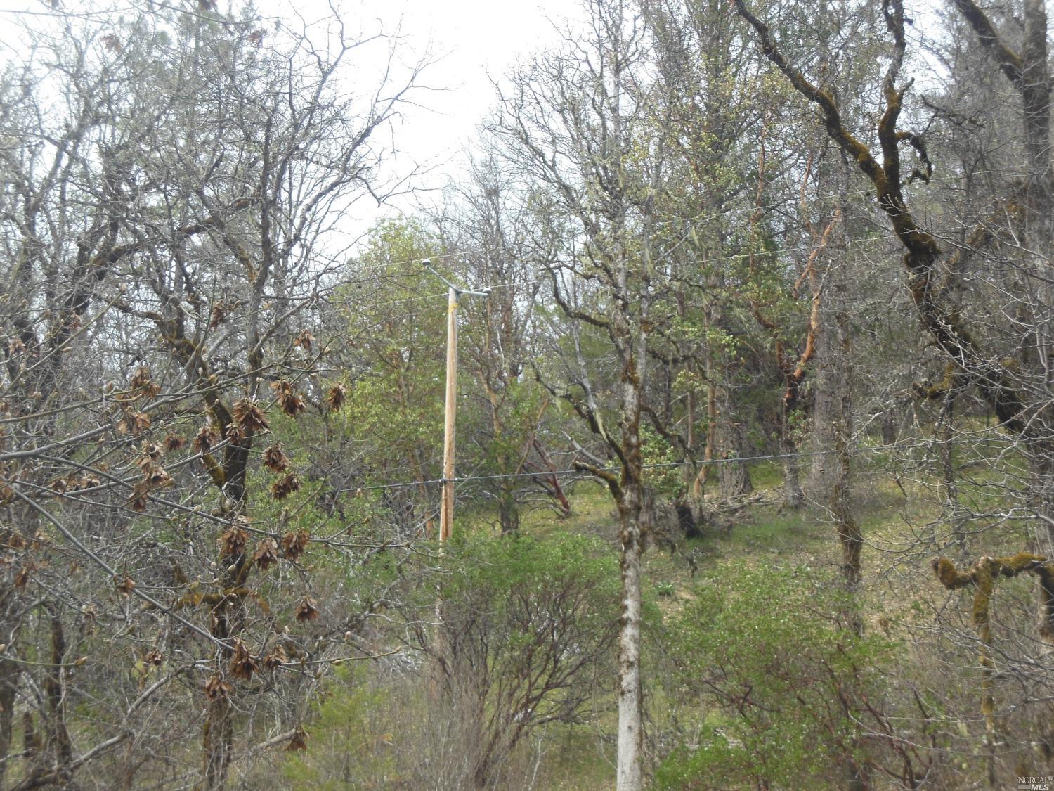 29700 Mendocino Pass Road Covelo, CA 95428 - Photo 15 of 27 a view of a forest with a tree