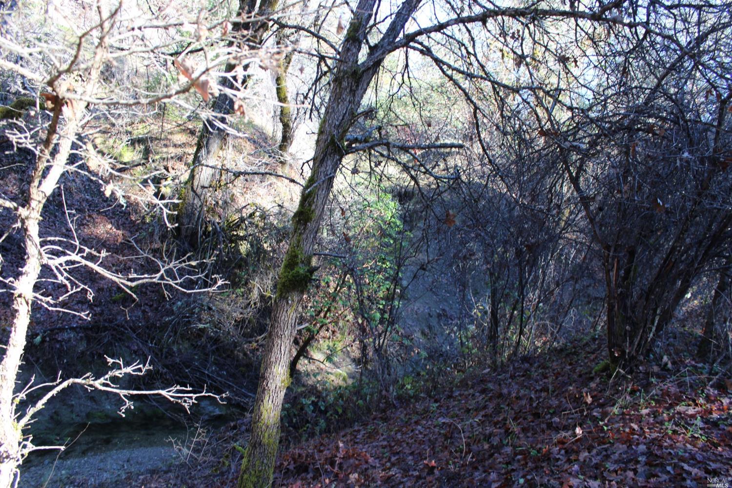 29700 Mendocino Pass Road Covelo, CA 95428 - Photo 2 of 27 a view of a forest filled with trees