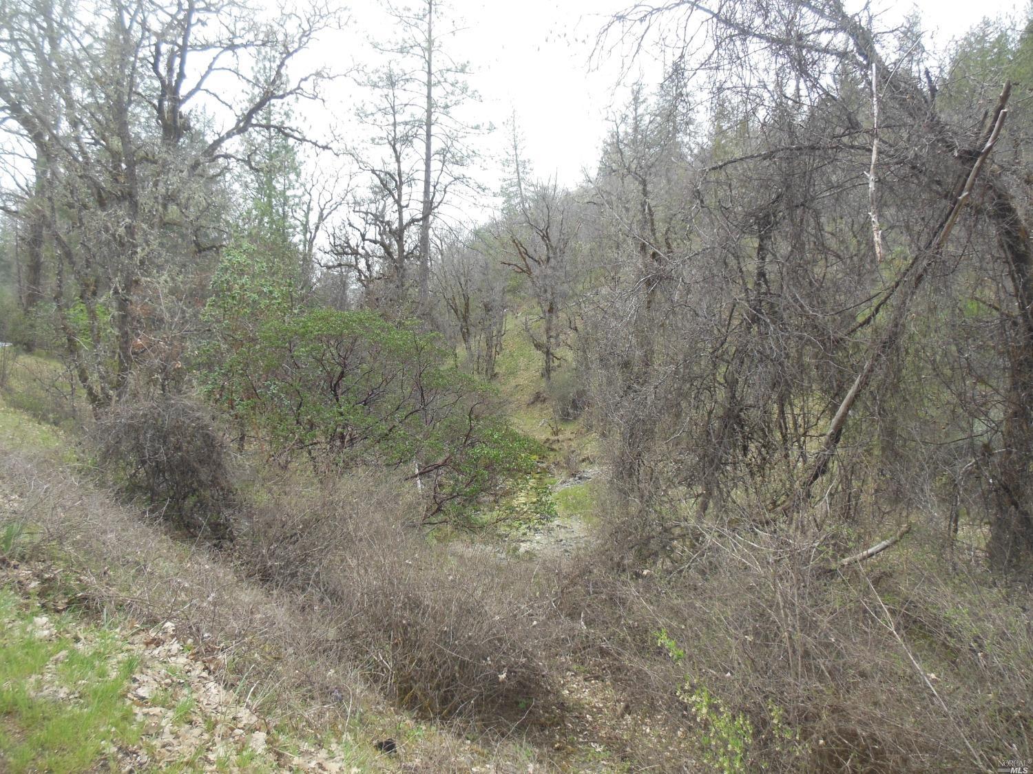 29700 Mendocino Pass Road Covelo, CA 95428 - Photo 26 of 27 a view of a forest with large trees