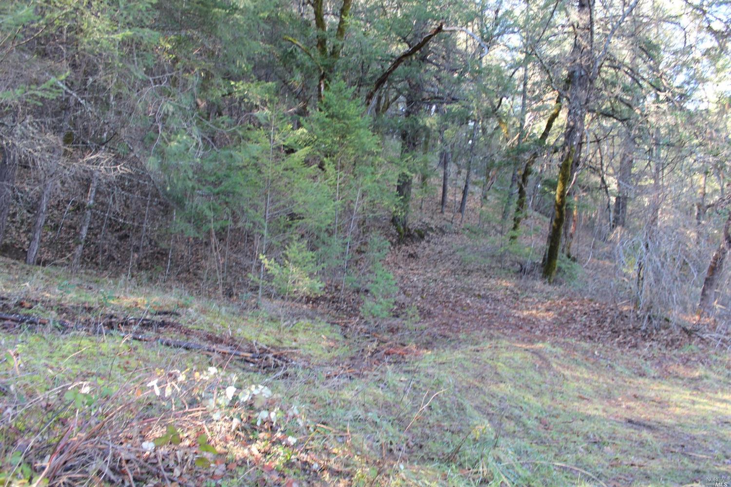 29700 Mendocino Pass Road Covelo, CA 95428 - Photo 5 of 27 a view of a forest with trees in the background