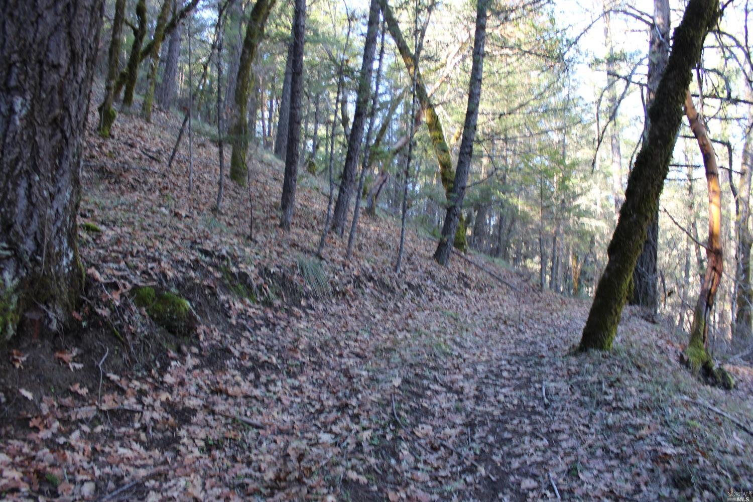 29700 Mendocino Pass Road Covelo, CA 95428 - Photo 6 of 27 a view of a forest with trees