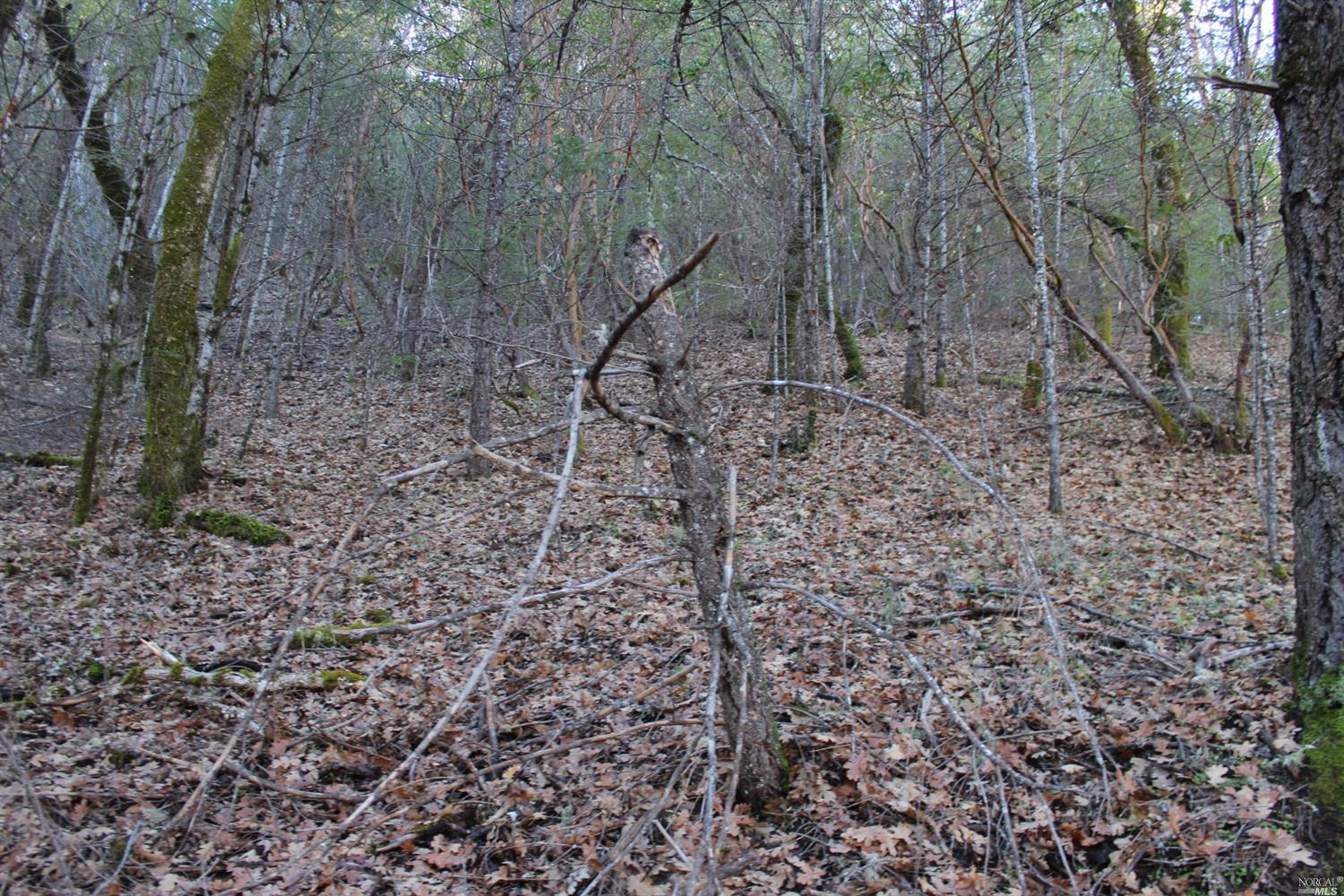 29700 Mendocino Pass Road Covelo, CA 95428 - Photo 7 of 27 a view of a forest with trees in the background