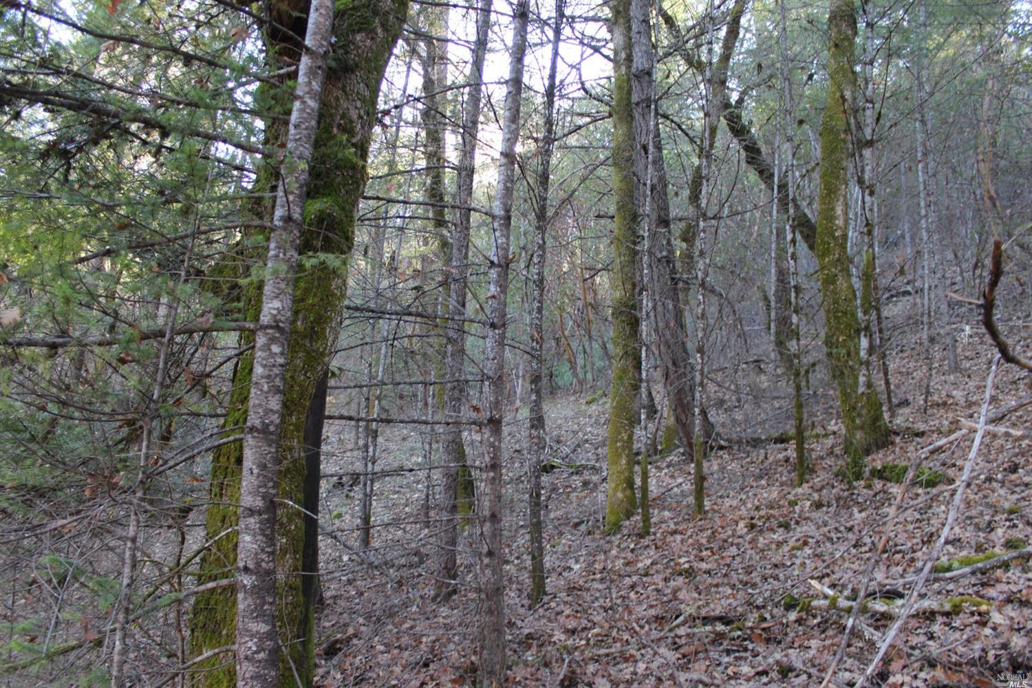 29700 Mendocino Pass Road Covelo, CA 95428 - Photo 8 of 27 a view of a forest with trees