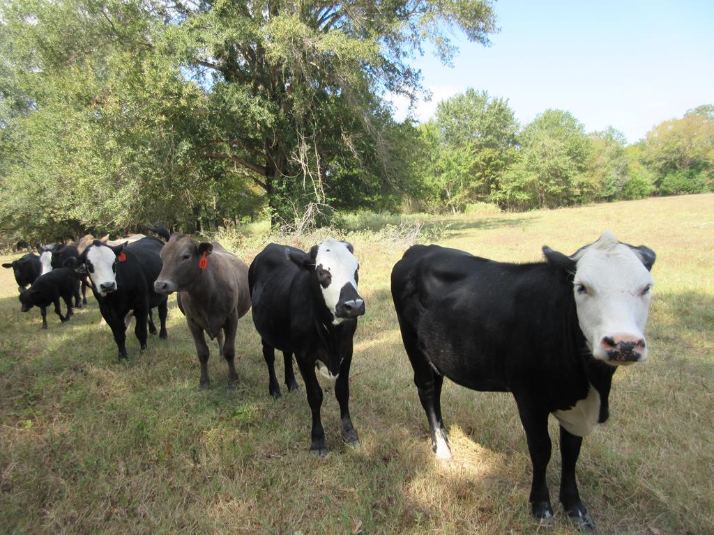 2703 AN County Road Tennessee Colony, TX 75861 - Photo 19 of 30
