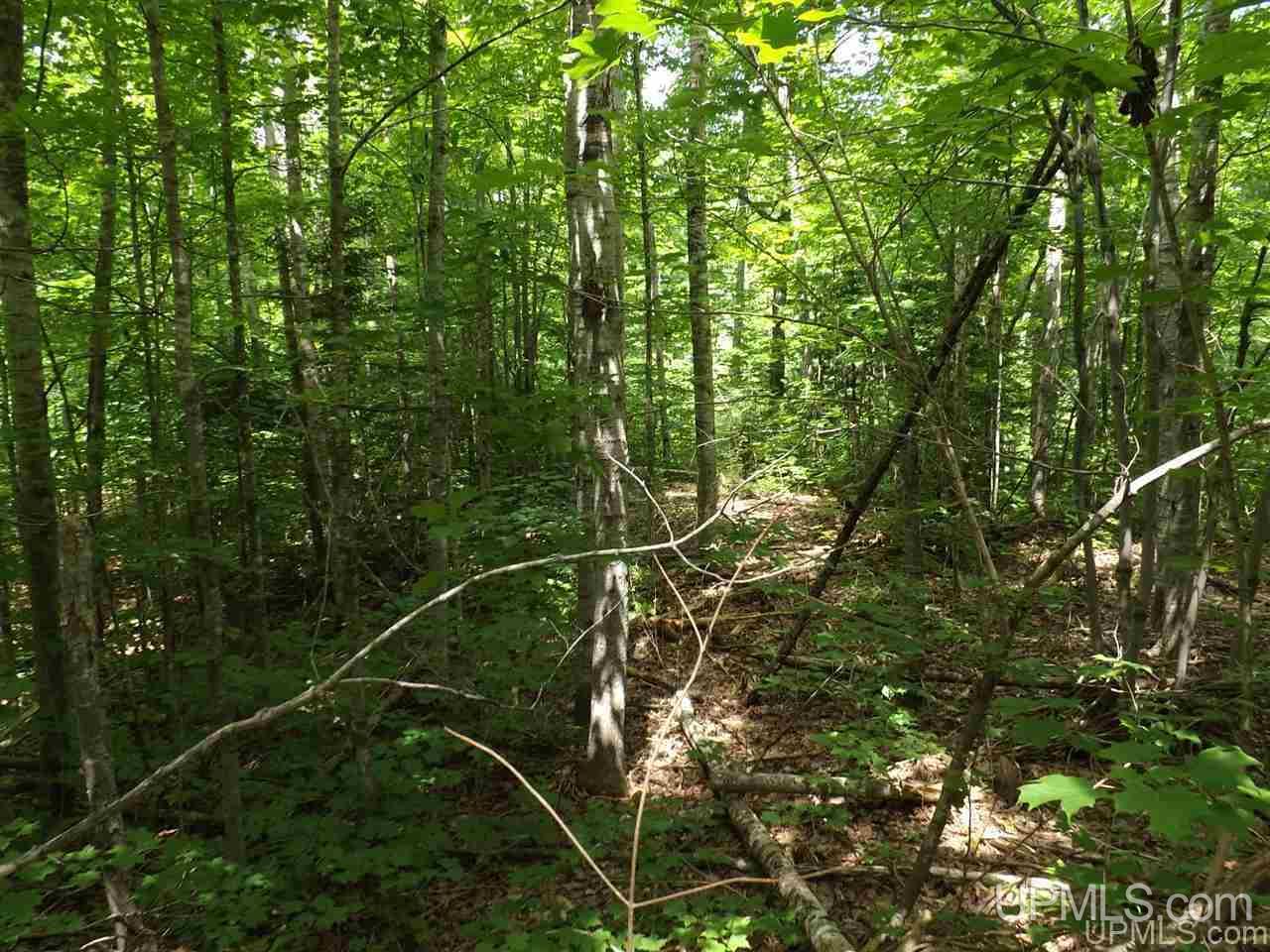Tbd South Olson Lake Road Michigamme, MI 49861 - Photo 17 of 25