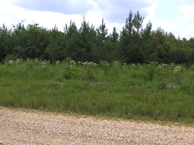 0 North Populis Road Amite, LA 70422 - Photo 1 of 1 Main View