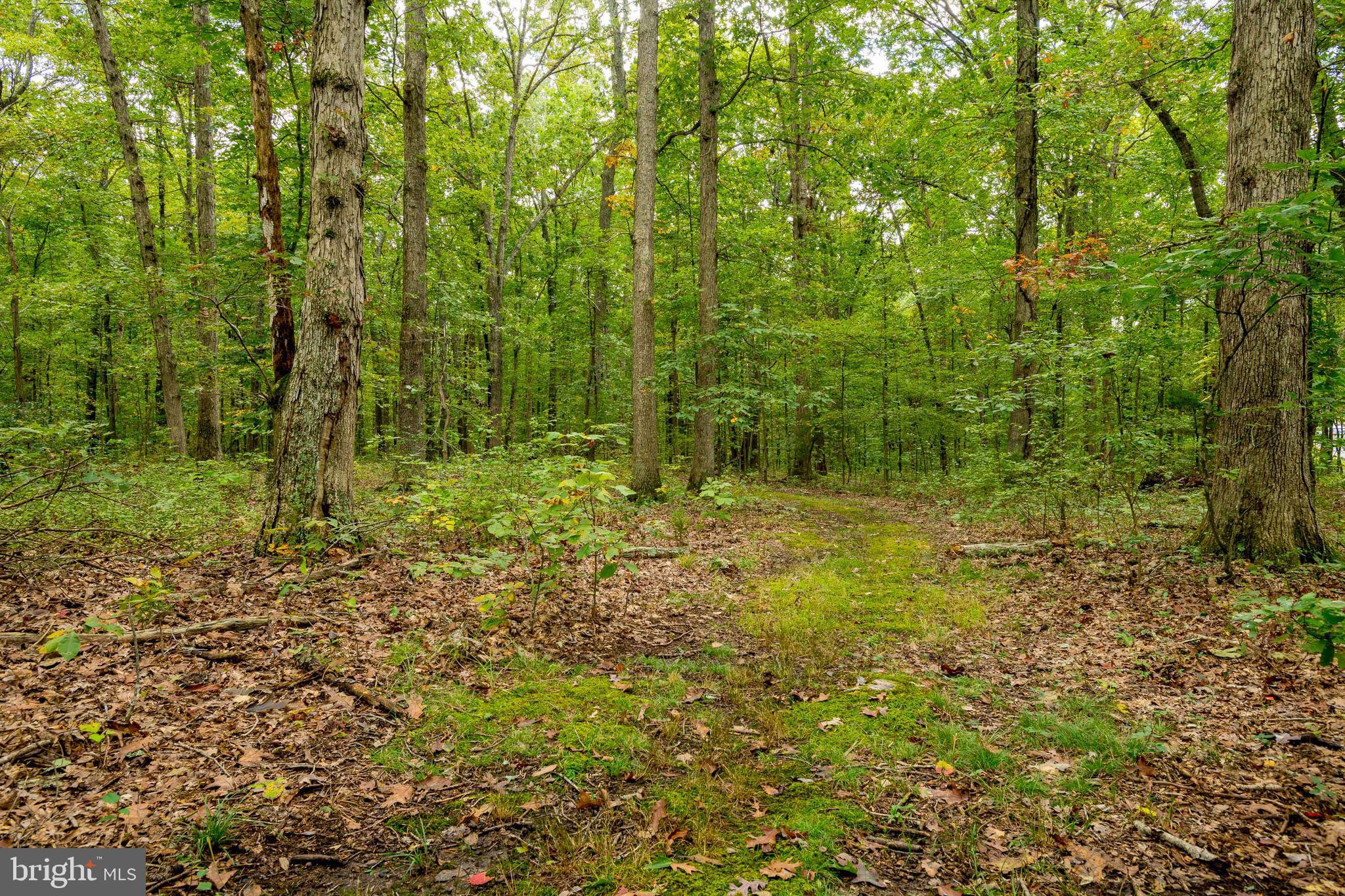 5737 Balls Mill Road Midland, VA 22728 - Photo 69 of 71 Serene Shaded Path through Mature Hardwoods