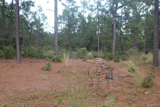 4449 Deans Bridge Road Blythe, GA 30805 - Photo 3 of 6